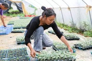 桂林新婚吃瓜,吃瓜群众见证幸福时光  第3张